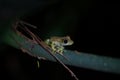 small tree frog at night in Costa Rica Royalty Free Stock Photo