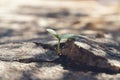 Beautiful small tree plant grow. Royalty Free Stock Photo