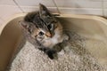 A beautiful small tricolored kitten is sitting in the litter box