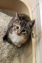 A beautiful small tricolored kitten is sitting in the litter box