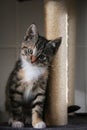 a beautiful small tricolored kitten is sitting on the scratching post Royalty Free Stock Photo