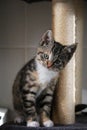 a beautiful small tricolored kitten is sitting on the scratching post