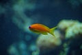 Colorful fish from Mediterranean Sea Royalty Free Stock Photo