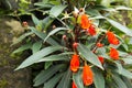 Beautiful small trumpet flower in the garden