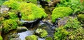 Beautiful small waterfall with green moss and tree for background