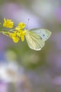 Beautiful Small White Butterfly Pieris Rapae Feeding On A Yellow Flower In Summer Garden. Blurry Green And Pink / White Backgrou