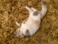 Beautiful small white cat sleeping on a brown carpet Royalty Free Stock Photo