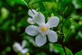 Beautiful small white flower in the garden Royalty Free Stock Photo