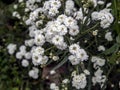 Beautiful small white flowers in the form of a ball with the Latin name Achillea ptarmica Ballerina Royalty Free Stock Photo