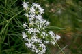 Beautiful small white flowers of Shatavari tree