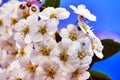 Beautiful, small white flowers of snowdrop flower blooming in the spring Royalty Free Stock Photo