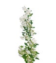Beautiful small white flowers. Spring spirea Royalty Free Stock Photo