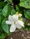 beautiful small white jasmine flower with a distinctive fragrance