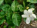 beautiful small white jasmine flower with a distinctive fragrance