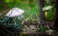 Beautiful small white mushroom Royalty Free Stock Photo