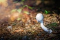 Beautiful small white mushroom Royalty Free Stock Photo
