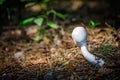 Beautiful small white mushroom Royalty Free Stock Photo