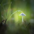 Beautiful small white mushroom on grass Royalty Free Stock Photo