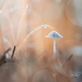 Beautiful small white mushroom on grass Royalty Free Stock Photo