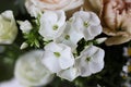 Beautiful small white orchids flowers with blurred roses in background - close up Royalty Free Stock Photo