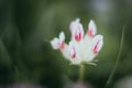 Small white and pink mountain flower