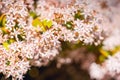 Beautiful small white-pink star-shaped flowers of Jade plant and honeybee. Succulent in bloom Royalty Free Stock Photo