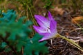 Very beautiful small mountain flower