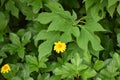 A beautiful and small yellow colored flower with leaves on background, fresh look of small flowers in india