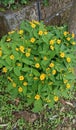 Beautiful small yellow flower ornamental plant