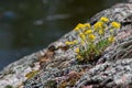 Beautiful small yellow wildflowers growing on rocks Royalty Free Stock Photo