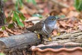 Beautiful of smallest Cuckoo bird ,Indian Cuckoo Cuculus micropterus, drinking water on tub Royalty Free Stock Photo