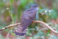 Beautiful of smallest Cuckoo bird and very rare standing on branch