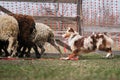 Beautiful and smart adult red merle aussie on the farm. Australian shepherd dog herds sheep. Sports standard for dogs on the Royalty Free Stock Photo