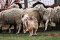 Beautiful and smart adult red merle aussie on the farm. Australian shepherd dog herds sheep. Sports standard for dogs on the Royalty Free Stock Photo