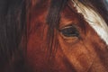 beautiful and smart horse look Royalty Free Stock Photo