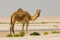 Beautiful smiling arabian camel in desert Royalty Free Stock Photo