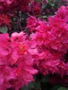 Beautiful smiling blue gate flower bunch