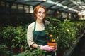 Beautiful smiling florist in apron and pink gloves standing with little mandarin tree in pot and joyfully looking in Royalty Free Stock Photo