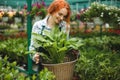 Beautiful smiling florist in apron working with flowers. Young redhead lady standing with big flower in hands