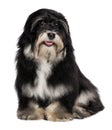 Beautiful smiling havanese puppy dog Royalty Free Stock Photo