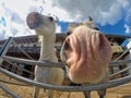 Beautiful smiling horses Royalty Free Stock Photo