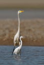 Beautiful smiling scene where a young white heron follows an adult heron silvery while hunting.