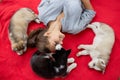 A beautiful smiling woman with a ponytail and wearing a striped shirt is playing with three sweet husky puppies while