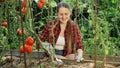 Beautiful smiling woman working at garden bed with growing red tomatoes. Concept of gardening, domestic food and healthy Royalty Free Stock Photo