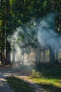 Beautiful smoke fog in trees forest. Sunbeams through morning haze. Magical foggy Forest or Park. Deep shadows Royalty Free Stock Photo