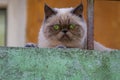 A beautiful smoky cat lies on the railing of the third floor and carefully examines the passers-by. Pet.