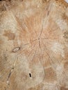 Beautiful smooth saw cut of an old dry tree Royalty Free Stock Photo