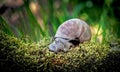 A beautiful snail climbs the grass in the garden