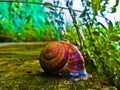 Snail on a concrete wall.