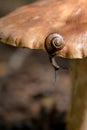 Beautiful snail crawling on the mushroom